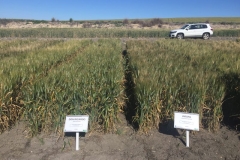 20-don-ricardo-y-avispa