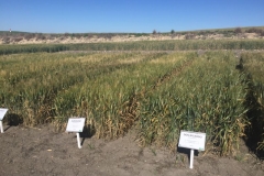 21-euroduro-y-don-ricardo