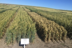 24-tejada-y-variedad-con-roya-amarilla