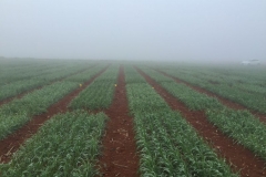 01-niebla-en-enero