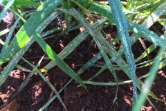 03-oidio-en-trigo-duro