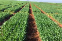 04-corte-de-pasillos-con-herbicida