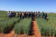 08-ensayos-de-trigo-harinero