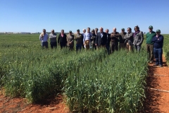 09-trigo-conil-tolerante-a-la-sequia