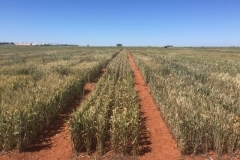 13-efecto-de-sequia-y-roya-amarilla