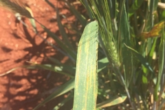 15-roya-amarilla-en-duros