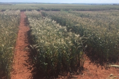 15-triticales-en-abril