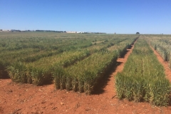 16-efectos-de-la-sequia-en-ensayos-de-duros