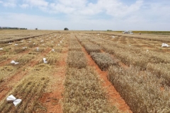 17-cosecha-de-ensayos-en-ecija