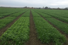 02-trigos-antiguos-en-ahijado