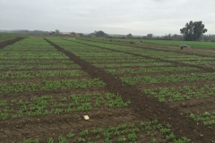 04-ensayos-de-guisante-en-enero