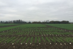 05-vivero-de-lineas-de-trigo