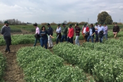 14-visita-a-ensayos-de-guisante