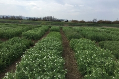 16-guisantes-en-floracion