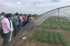 18-umbraculo-con-cruzamientos-de-guisante