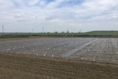 19-vivero-de-seleccion-de-garbanzo