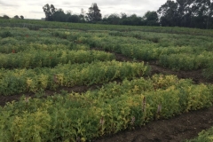 20-test-de-jopo-en-guisante