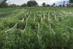 21-vivero-de-seleccion-de-guisantes