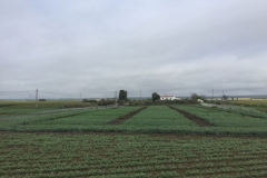 23-ensayos-de-garbanzos-de-invierno