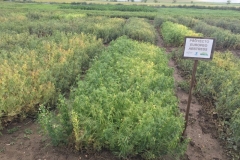 24-ensayo-proyecto-abstress