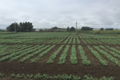 24-ensayos-de-garbanzo-de-primavera