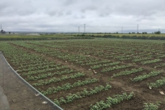 25-vivero-de-seleccion-de-garbanzos