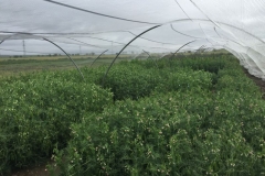 26-cruzamientos-de-mejora-en-guisante