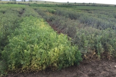 27-guisante-resistente-a-oidio