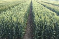 28-bandas-de-desarrollo