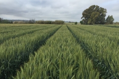 29-produccion-de-prebase-de-conil