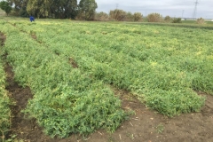 30-prebase-de-andalusi