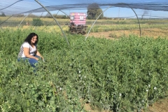 33-cruzando-guisantes