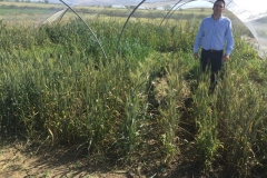 34-variedades-diferenciales-para-roya-amarilla