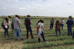 39-explicando-la-mejora-del-garbanzo