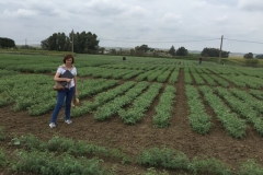 40-profesora-de-mejora-en-ensayos-de-garbanzos