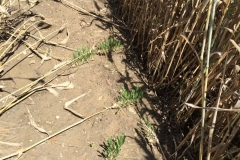 42-espigas-germinadas-en-el-suelo