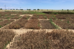 44-ensayos-de-guisante-maduros