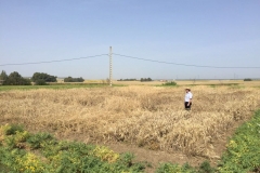 45-ensayo-agrisost-maduro