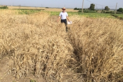 46-profesor-de-mejora-en-ensayo-agrisost