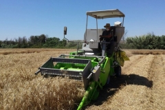 47-cosecha-en-tejada