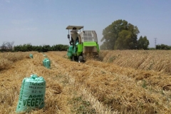 49-cosecha-prebase-valeroso