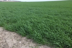 02-produccion-de-tujena