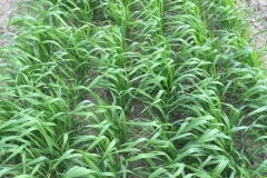 03-ensayo-en-febrero