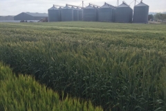 04-bandas-de-triticale