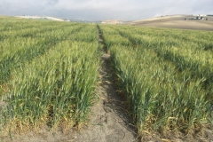 06-ensayos-de-trigo-duro