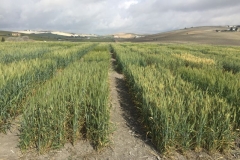 07-ensayo-trigo-harinero