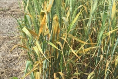 08-roya-amarilla-en-trigo-blando