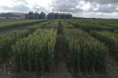 09-ensayo-triticales