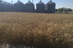 10-prebase-de-tujena