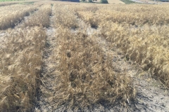 11-danos-por-mayetiola-en-trigo-duro